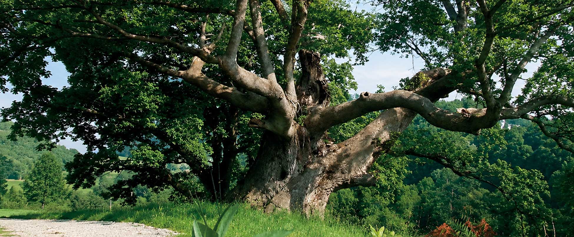 Le Vieux Chêne, une marque ancrée dans le territoire Béarnais
